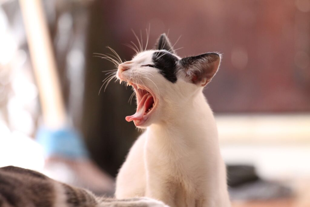 A yawning cat